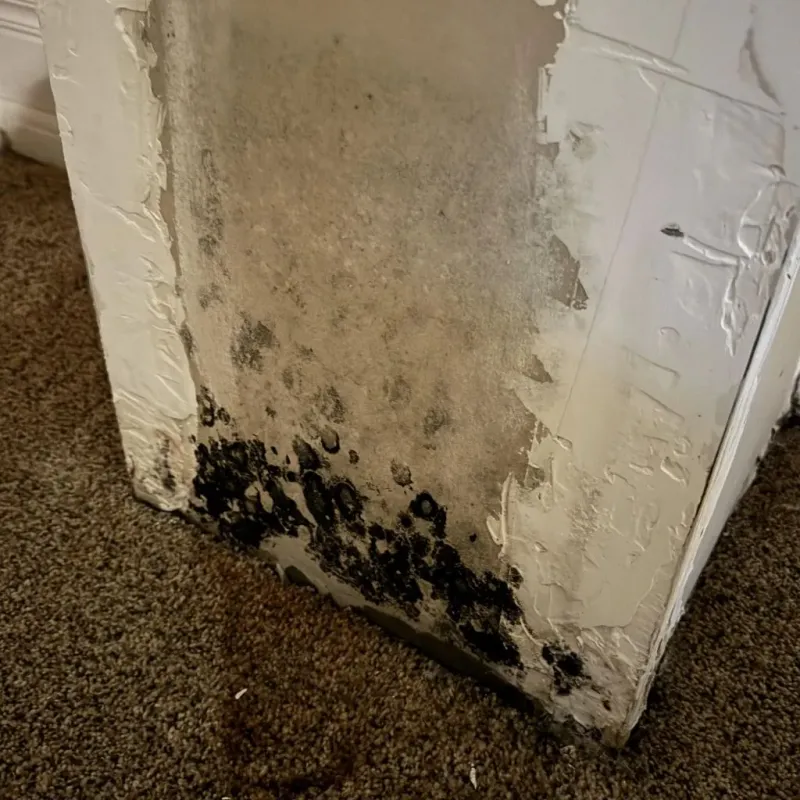 Professional Mold Removal in Berlin, PA